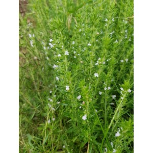 Sarriette tisane / vrac