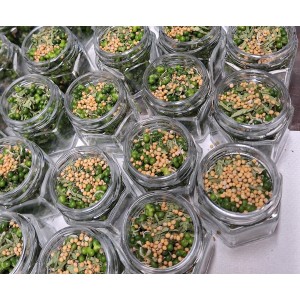 Bärlauch-Perlen in Essig, 40 g