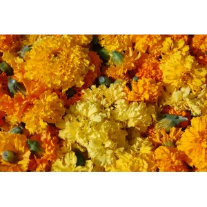 Tagetes - Studentenblume /...