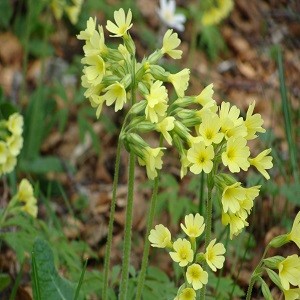 Schlüsselblumenblüten / Offen