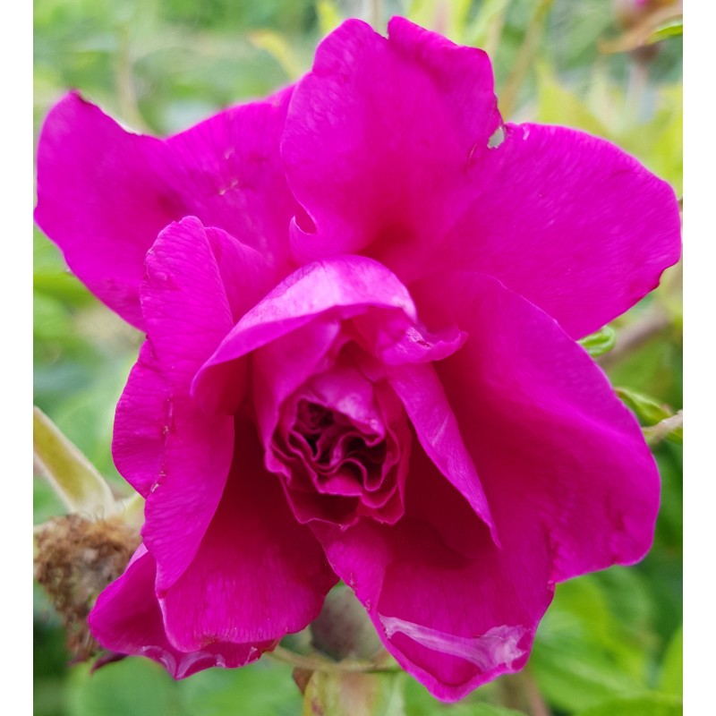 Pétales de Fleurs Comestibles - Roses & Jasmin