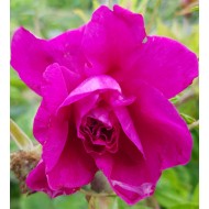 Fleurs comestibles pétales de rose - Decora